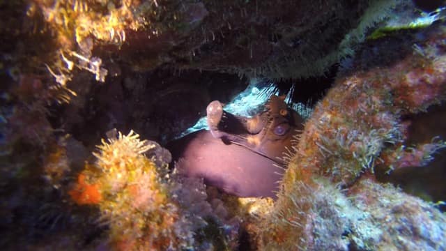 viper moray eel hiding under rock
