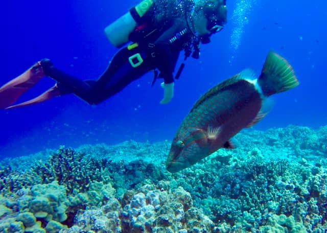 diver swimming over reef with a wrasse in the foreground