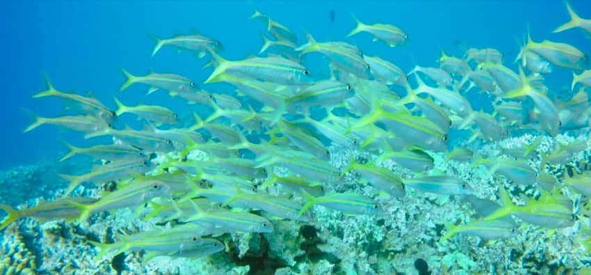 yellow goatfish school on reef