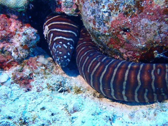 snake eel under reef rock