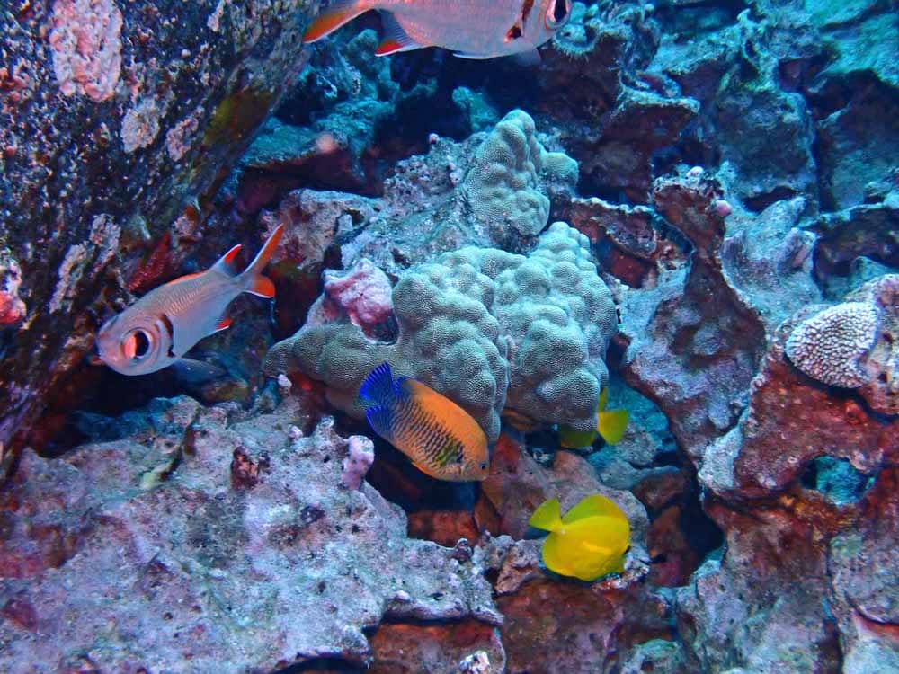 Scuba-Diving-Hawaii-Kona-Honu-Divers-34