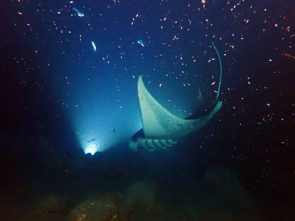 Scuba-Diving-Hawaii-Kona-Honu-Divers-54