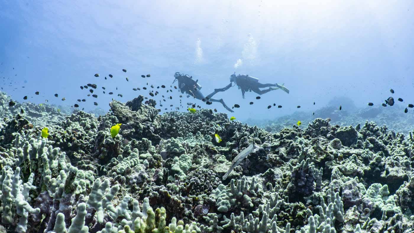 Scuba-Diving-Hawaii-Kona-Honu-Divers-22
