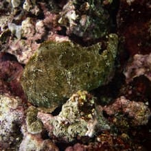 yellow frogfish sits on colorful reef background