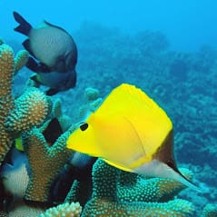 Scuba-Diving-Hawaii-Kona-Honu-Divers-77
