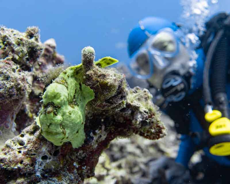 Scuba-Diving-Hawaii-Kona-Honu-Divers-6