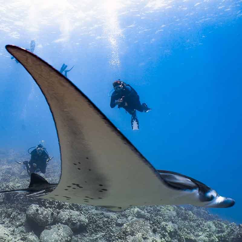 Scuba-Diving-Hawaii-Kona-Honu-Divers-9