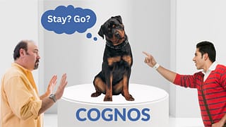 Cognos Stay or Go?