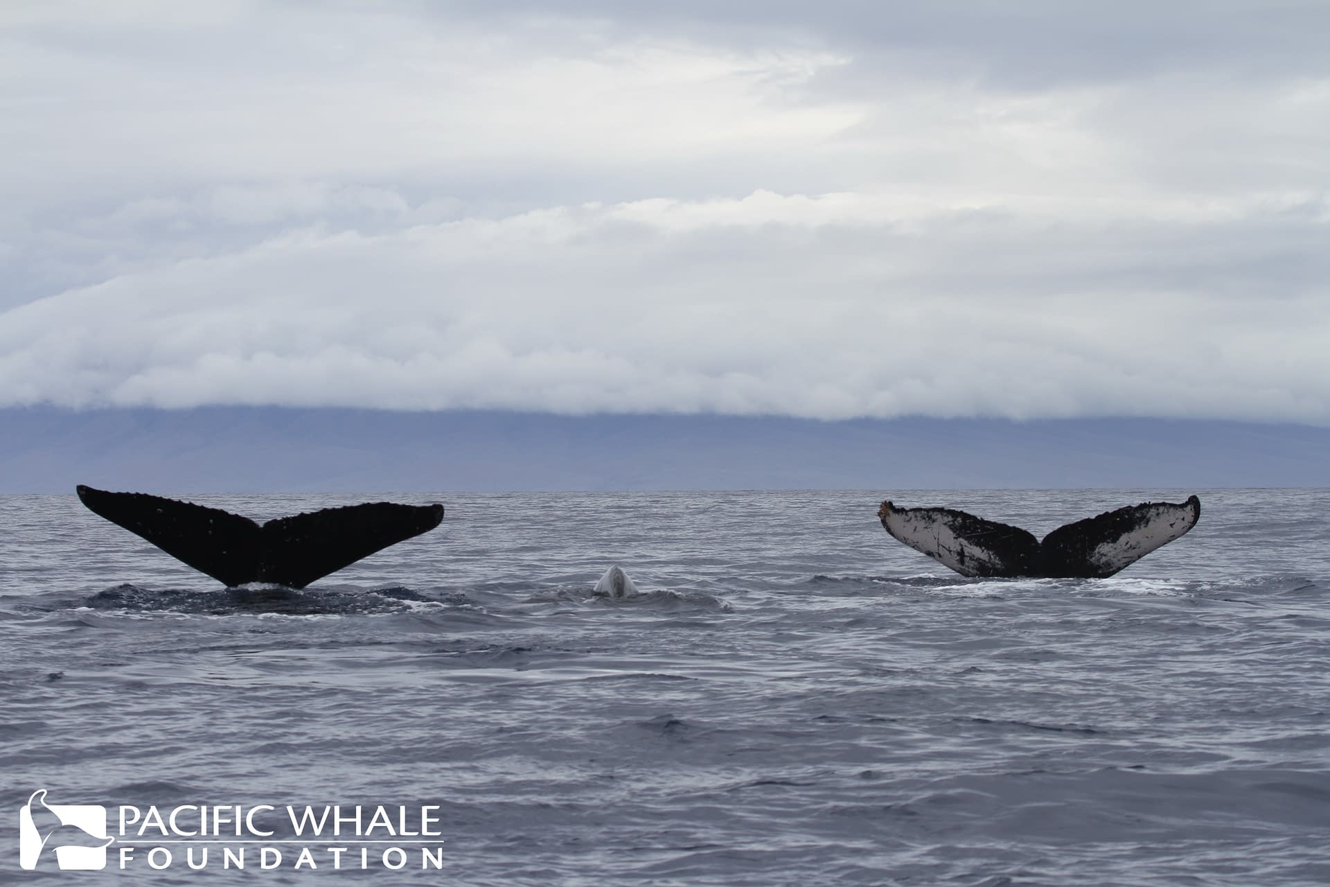 Fact Of The Week Whale Tale Pacific Whale Foundation