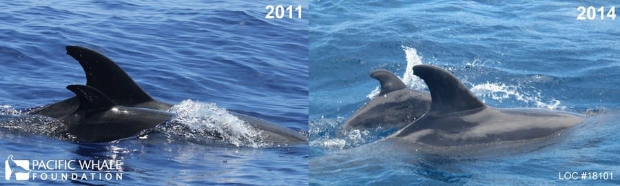 This mother and calf pair was sighted on August 6, 2011 and again on August 12, 2014.