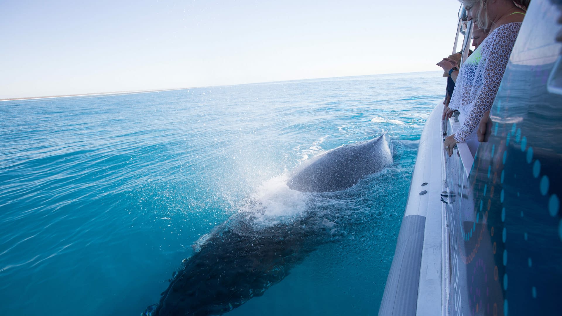 Pacific Whale Foundation Finds Much to Celebrate in 2020 | Pacific ...