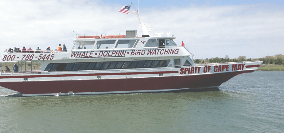 Whale & Dolphin Watching