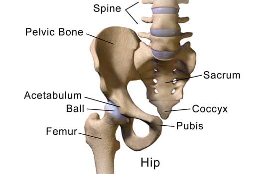 Anatomy of the hip.