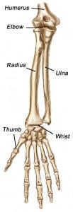 The bones of the forearm.