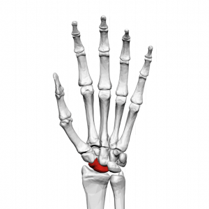 Scaphoid
