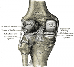 Fibular collateral ligament