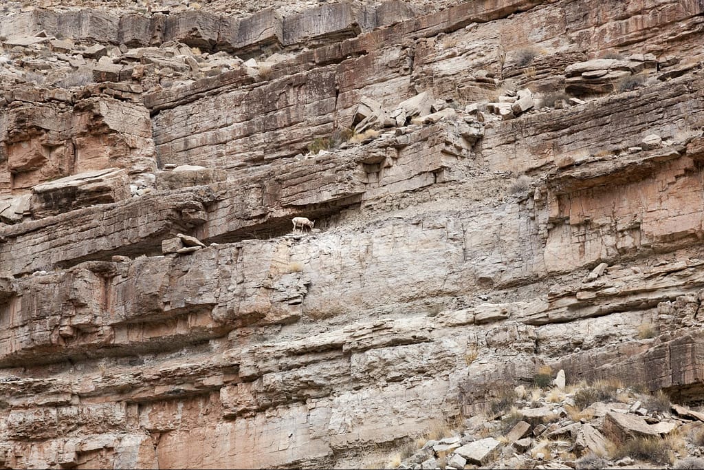Desert bighorn sheep among the rocky cliffs.