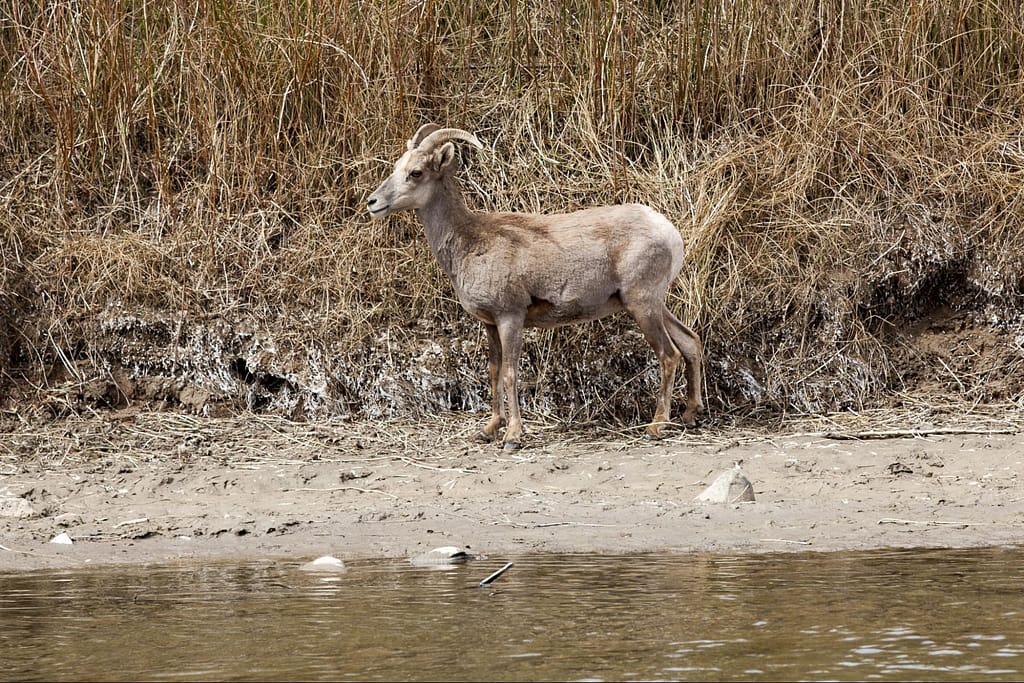 Close up of bighorn ewe along river bank