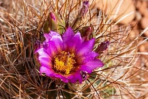 Close up of magenta flower