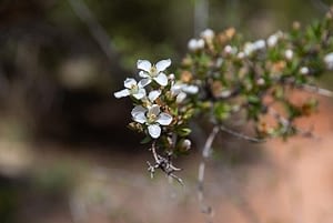 Close up of white flowers on a branch.