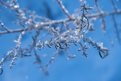 Close up of frost on a branch