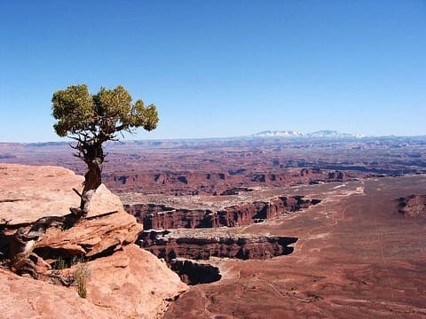 Scraggly pine clinging to a rock above a vast red rock canyon an example of the land's geology.