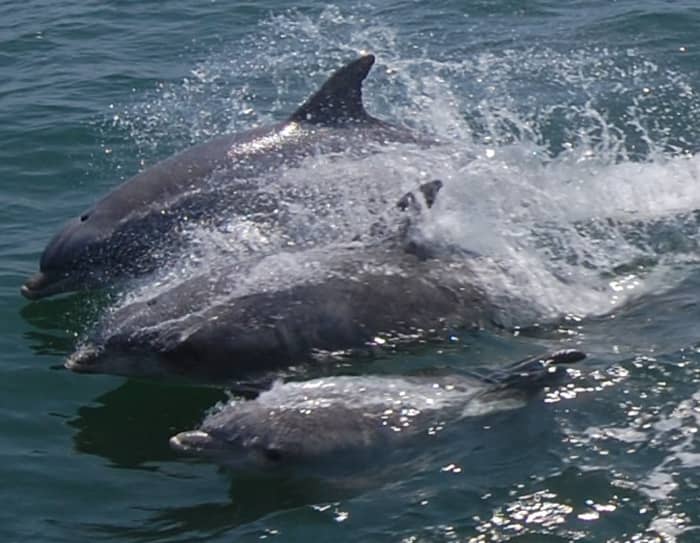 Bottlenose Dolphins 3