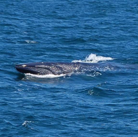 Fin Whale 14