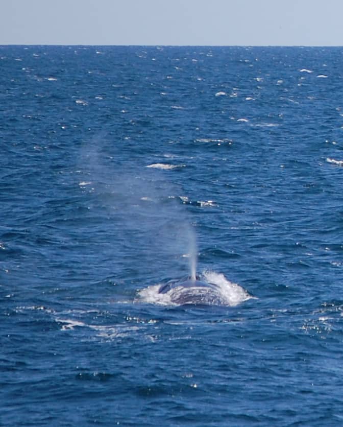 Fin Whale 3