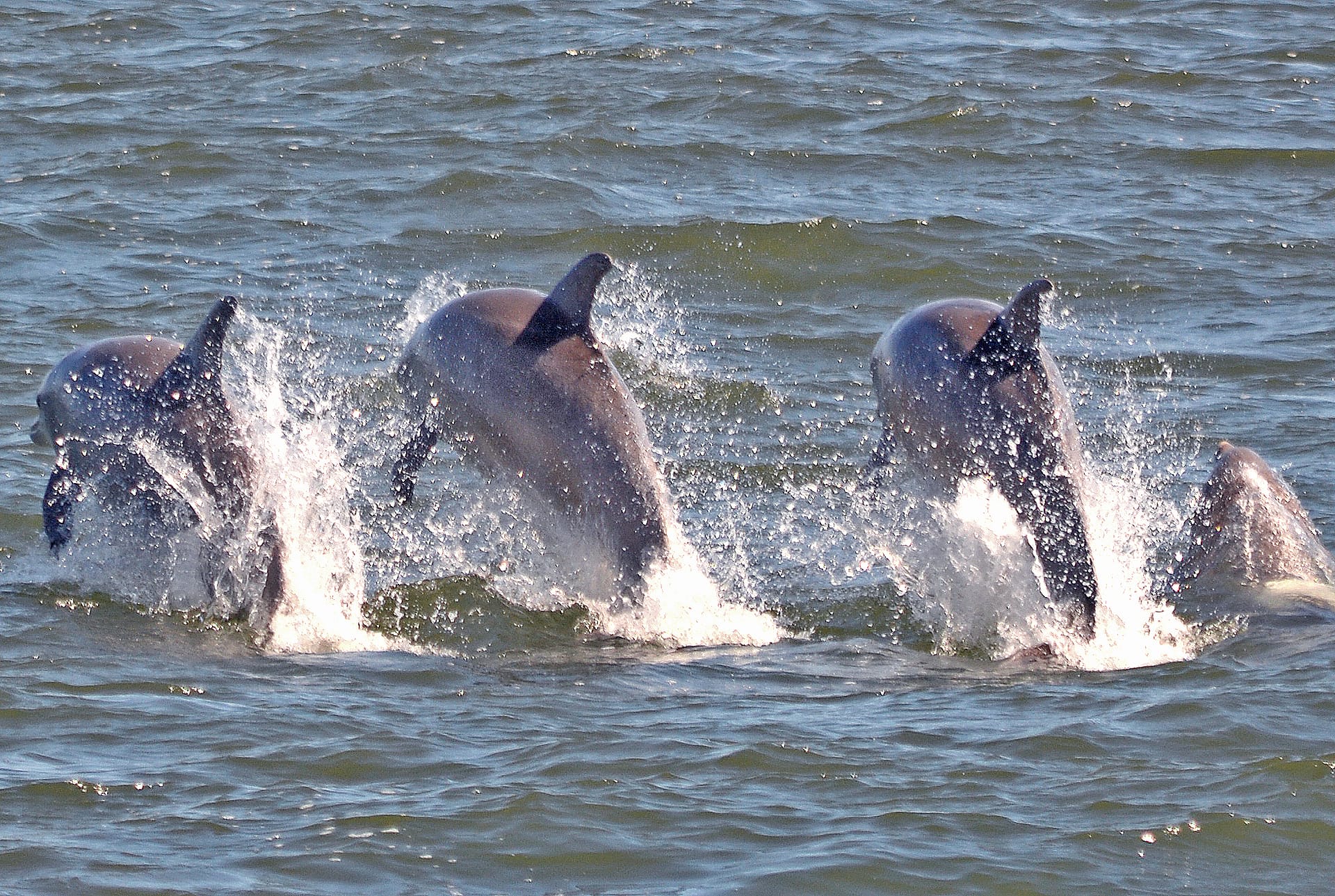 Dolphins