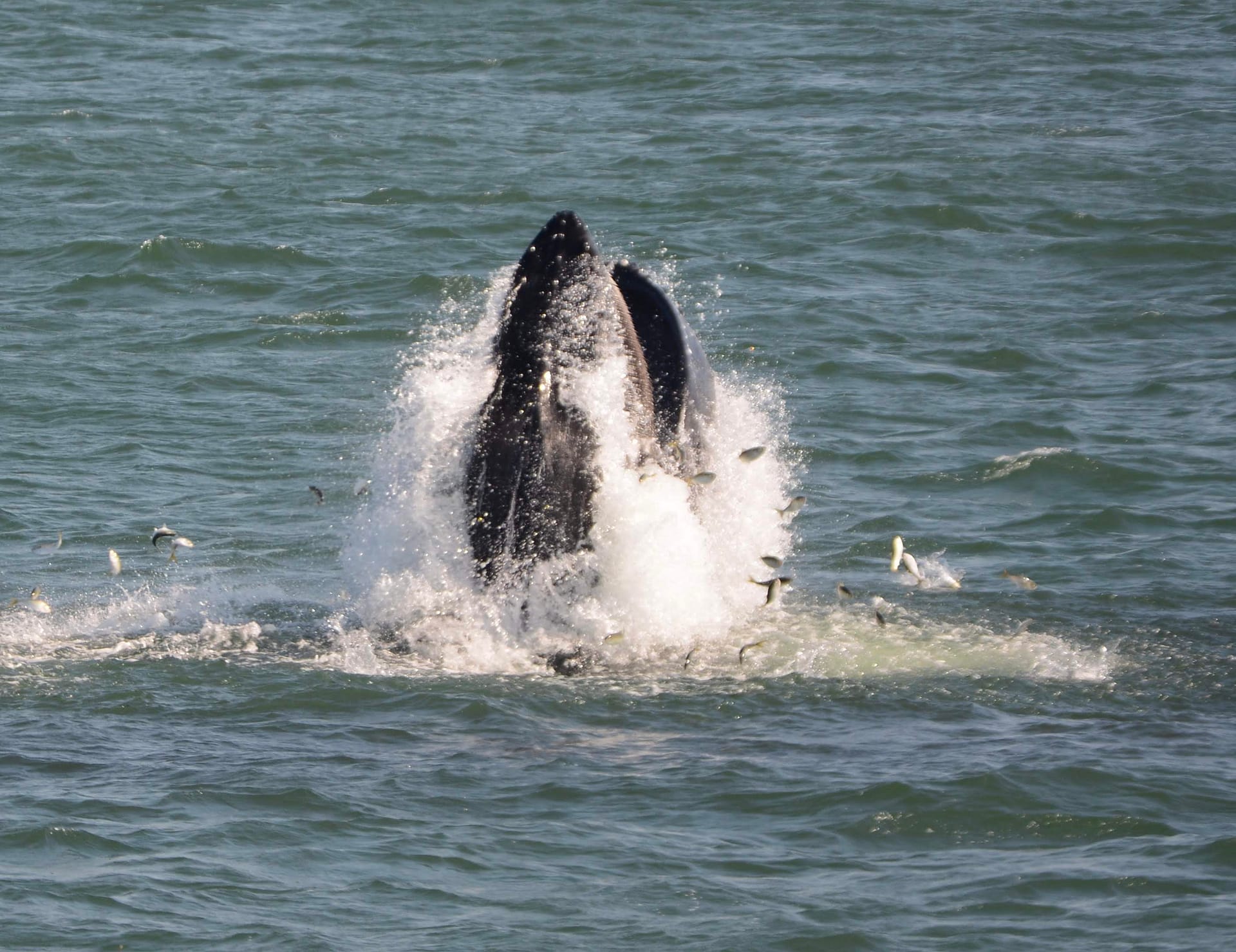Humpback Whale 15 lunge feeding