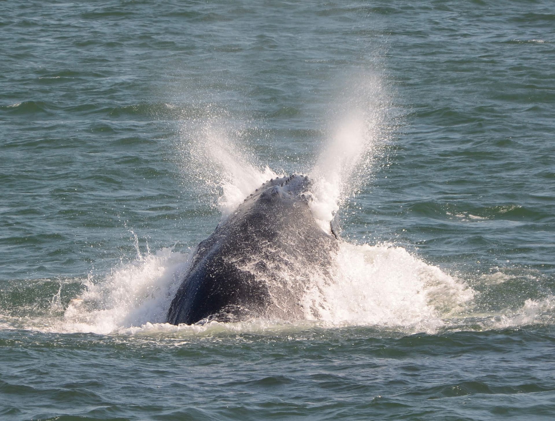 Humpback Whale 16 lunge feeding on bunker