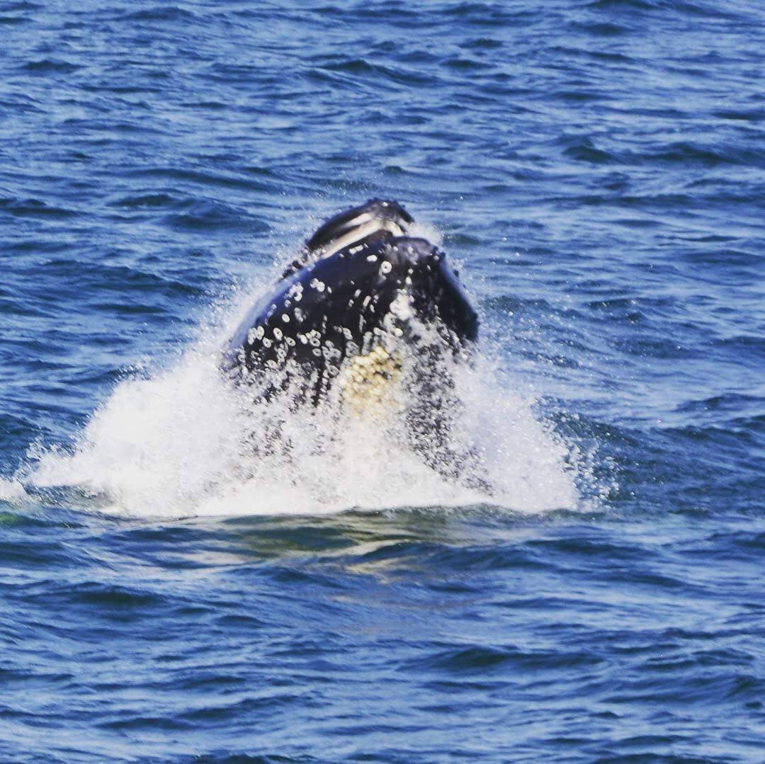 Humpback Whales 9