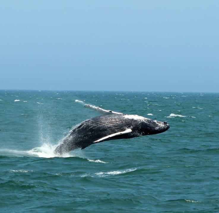 Humpback Whales 5