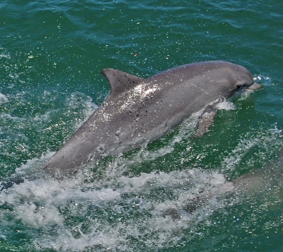 Bottlenose Dolphins 10