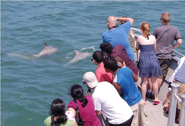 Bottlenose Dolphins 11