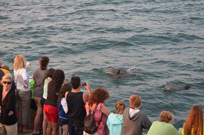 Bottlenose Dolphins 12