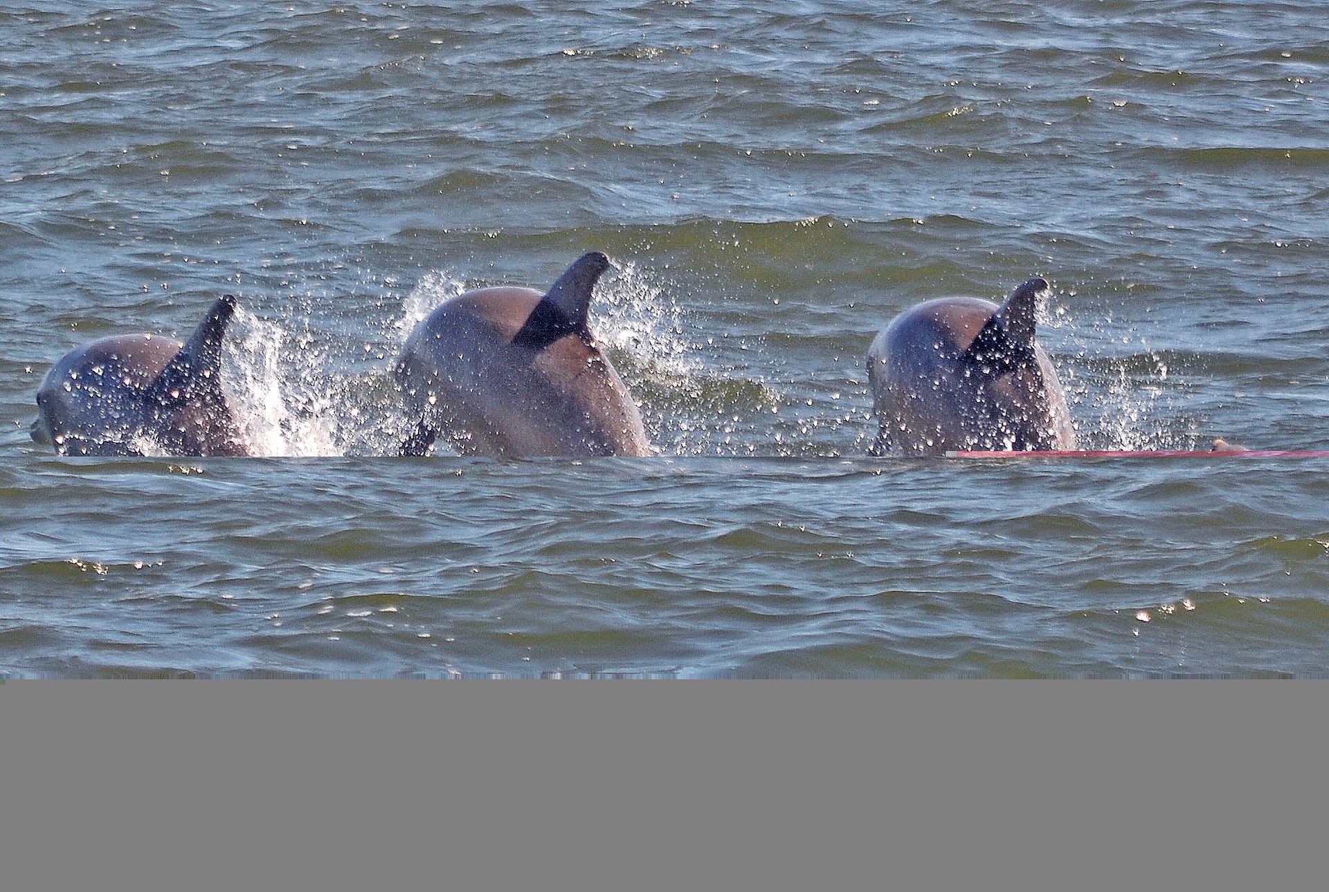 Bottlenose Dolphins 14
