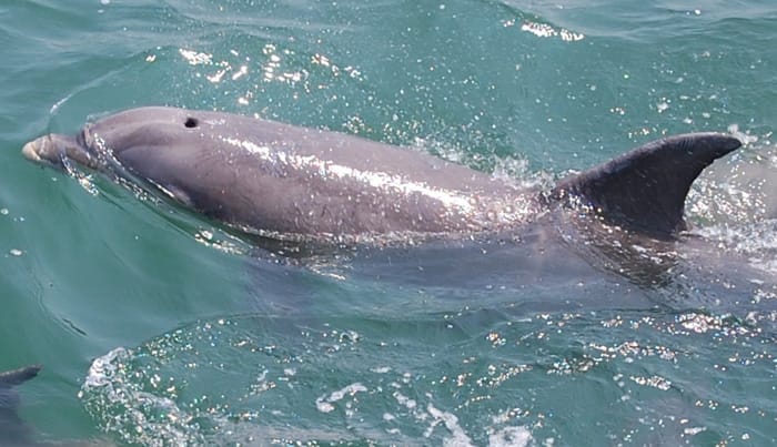 Bottlenose Dolphins 2