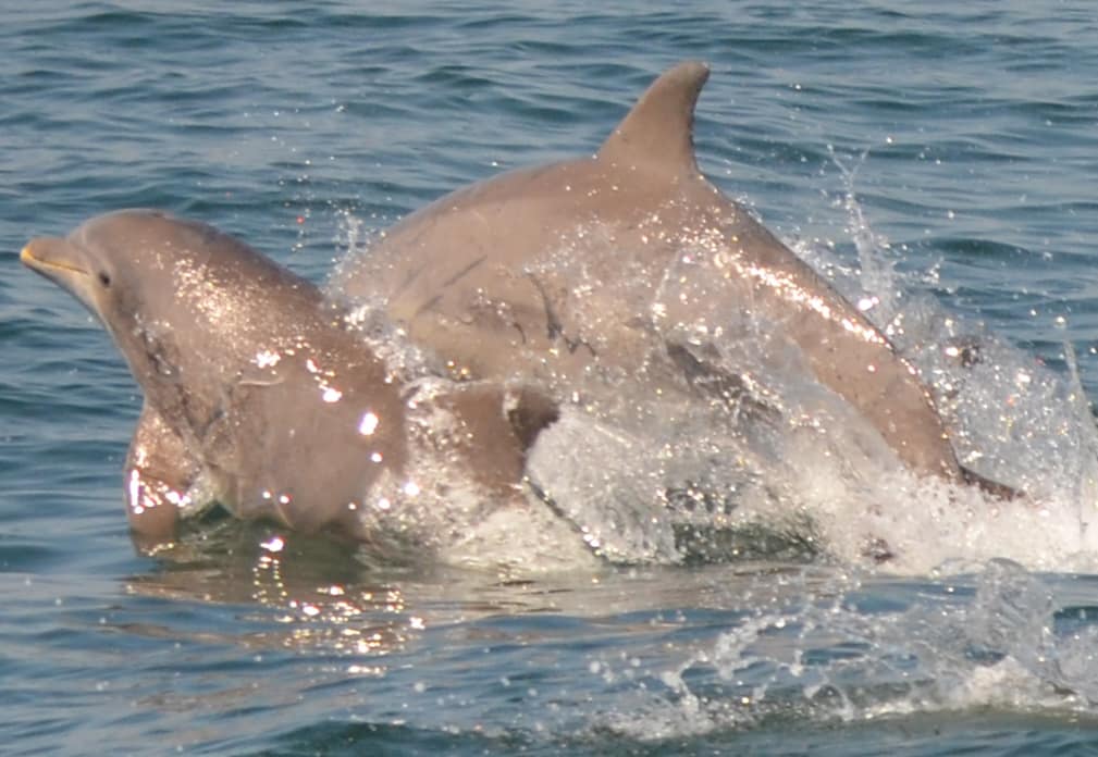 Bottlenose Dolphins 4