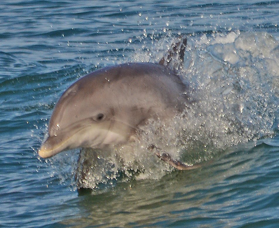Bottlenose Dolphins 5