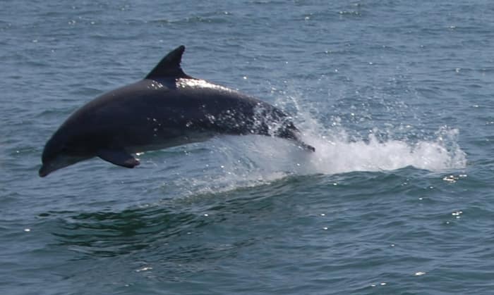 Bottlenose Dolphins 7