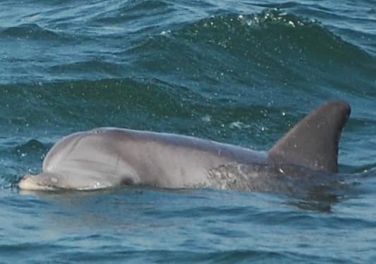 Bottlenose Dolphins 8