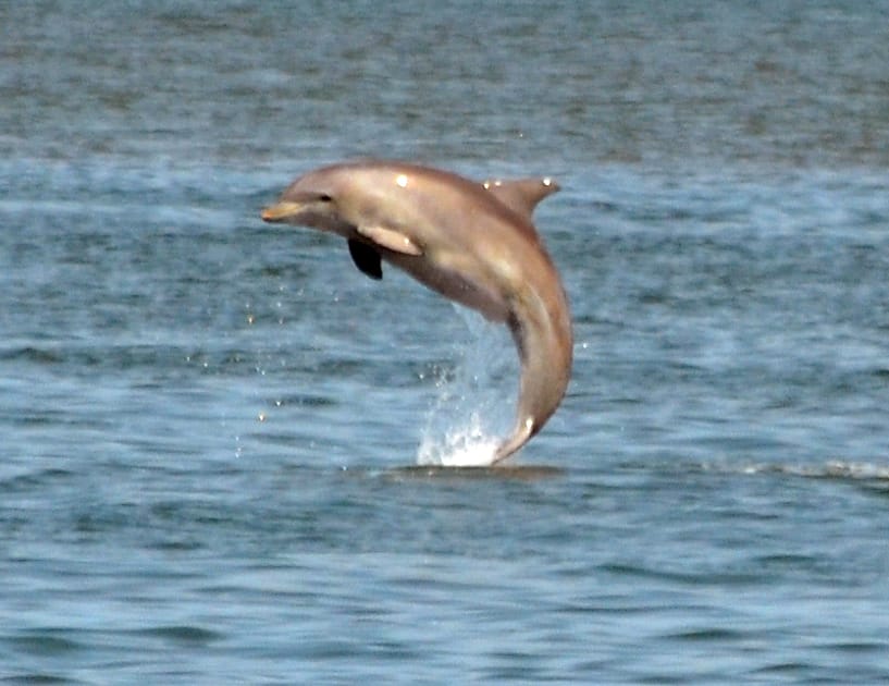 Bottlenose Dolphins 9
