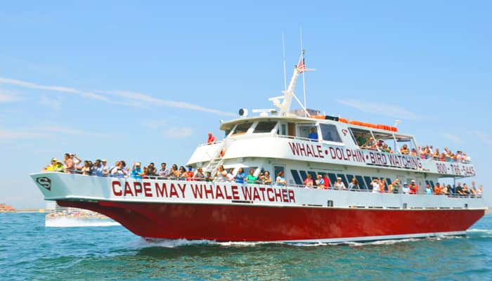 Cape May Whale Watcher 1
