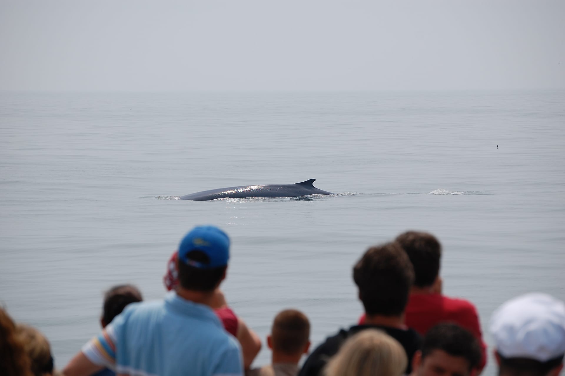 Fin Whale 1