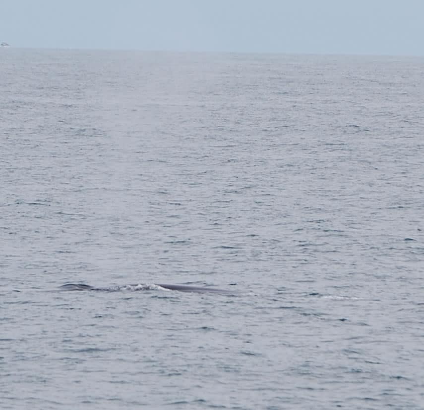 Fin Whale 10