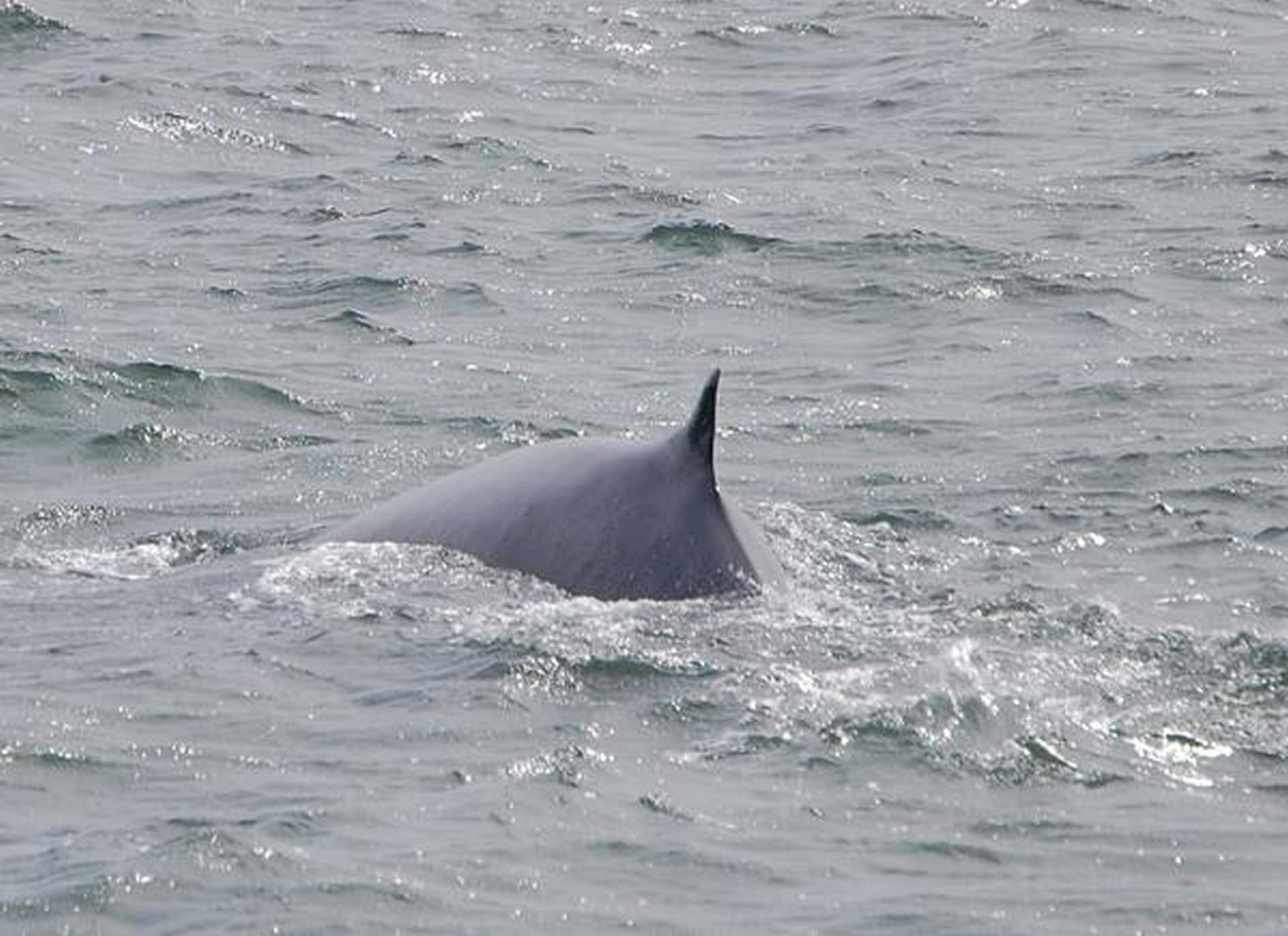 Fin Whale 13