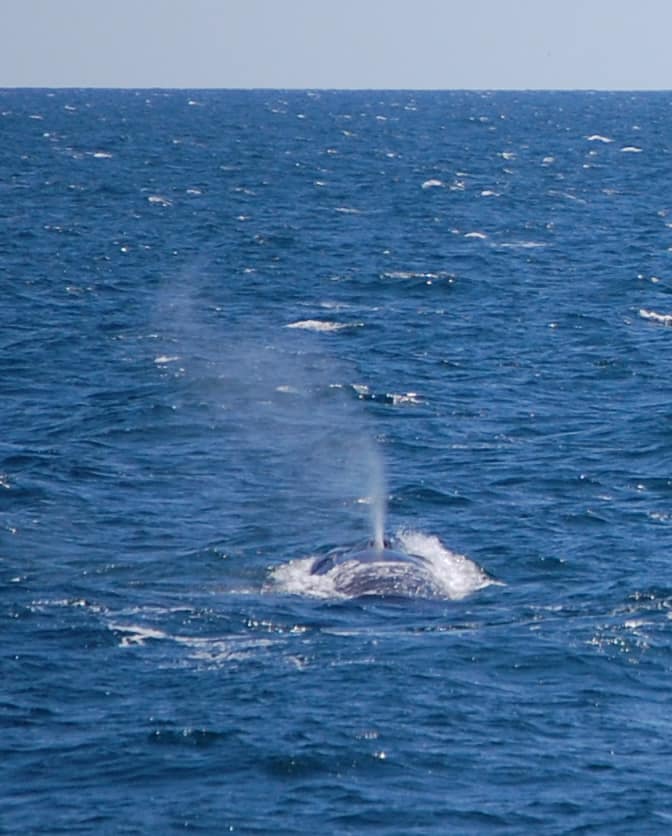 Fin Whale 3