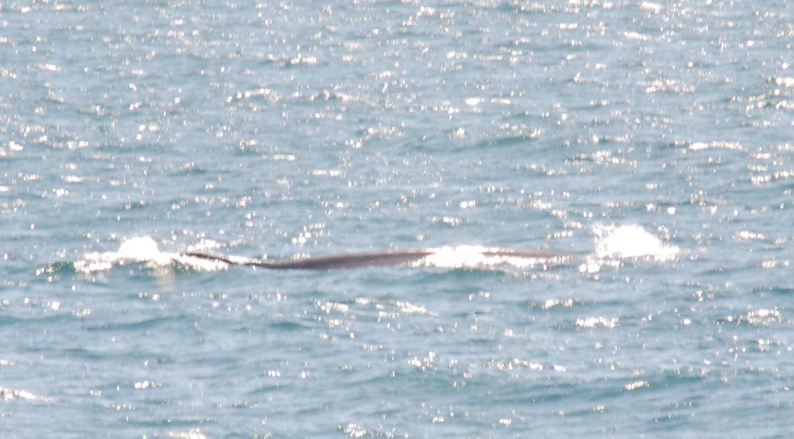 Fin Whale 6